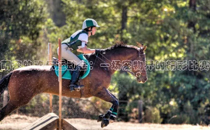 萌宠的欢乐运动会：一场宠物界的精彩比赛